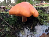 Fungi at Hermand Birchwood, Wewst Calder, West Lothian