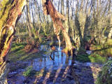 Hermand Birchwood, Wewst Calder, West Lothian