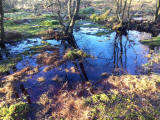 Fungi at Hermand Birchwood, Wewst Calder, West Lothian