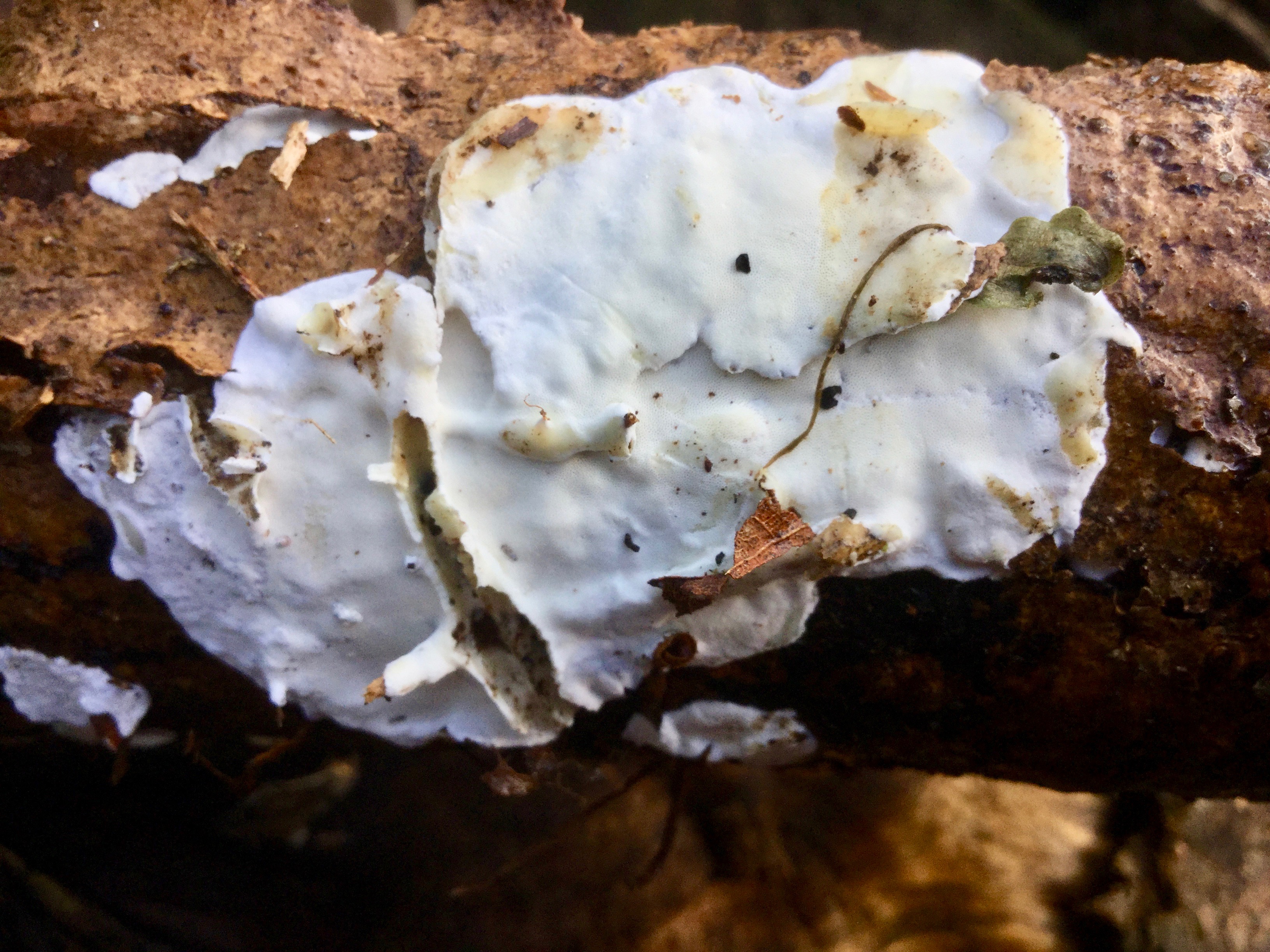 Mortonhall Fungi - 2 Feb 2020 - Photo 41