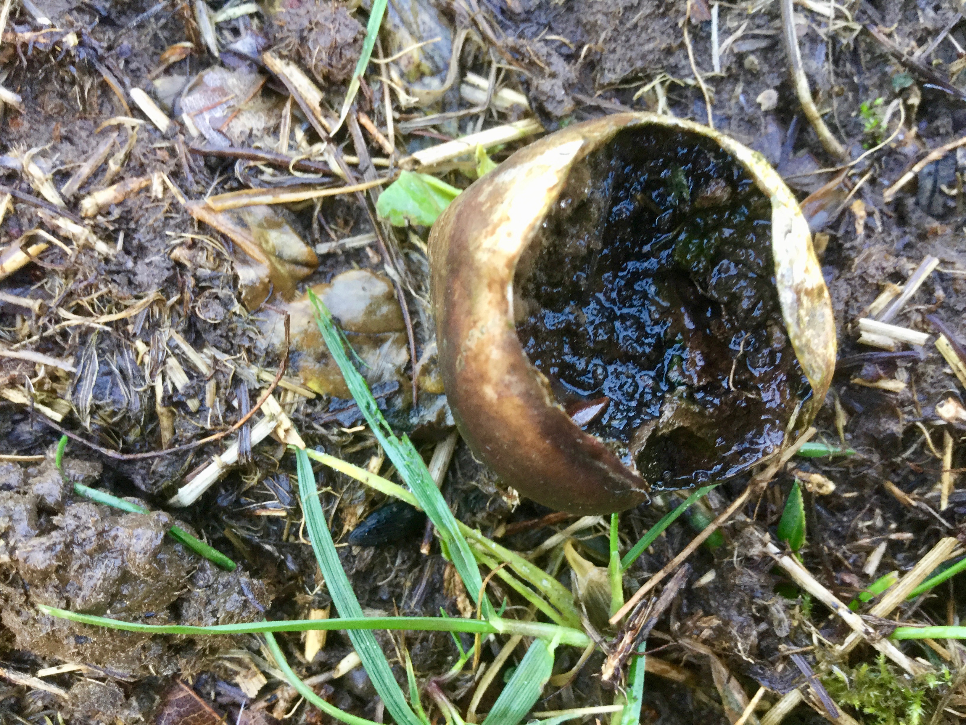 Mortonhall Fungi - 2 Feb 2020 - Photo 43