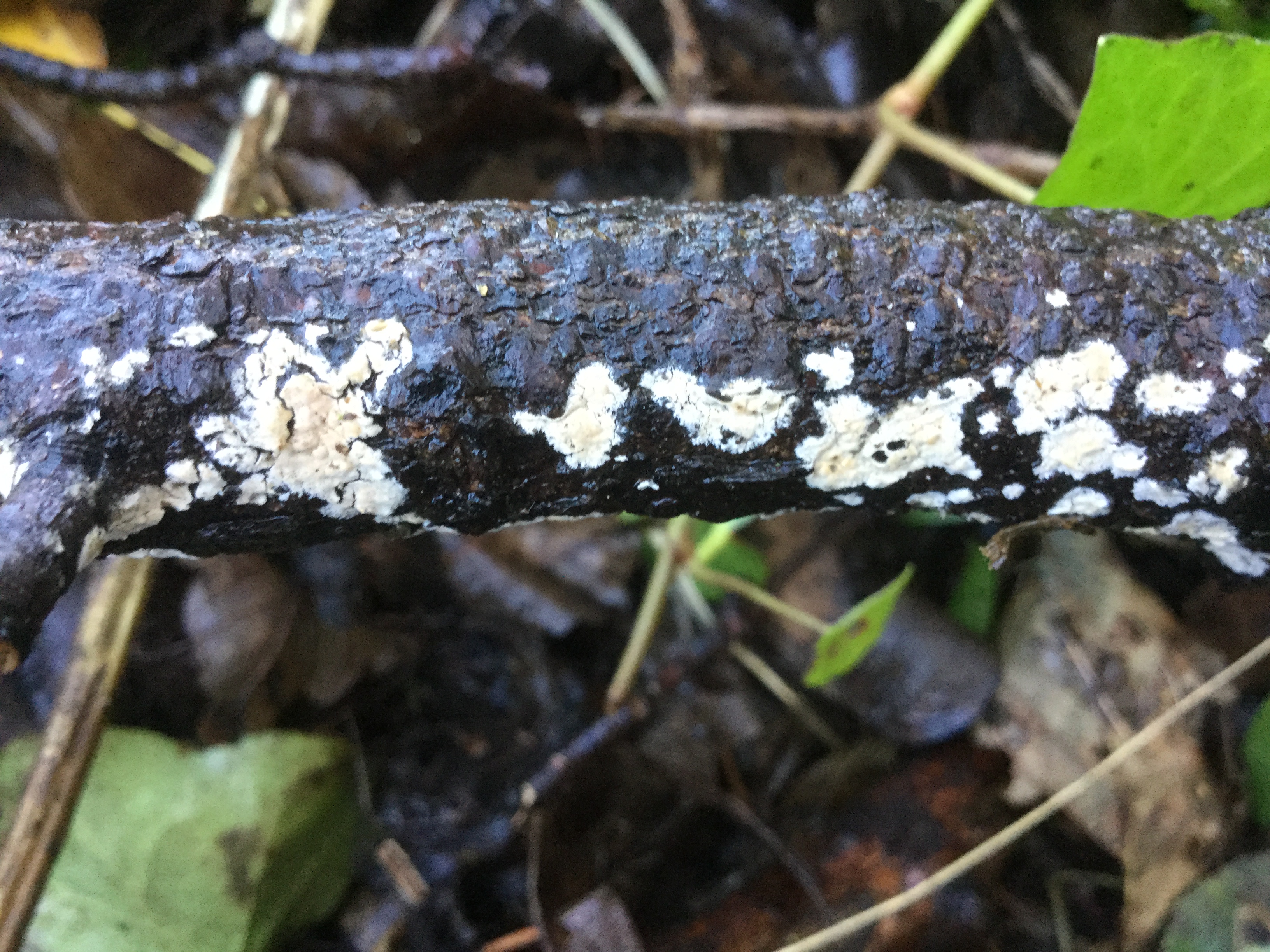 Mortonhall Fungi - 2 Feb 2020 - Photo 45