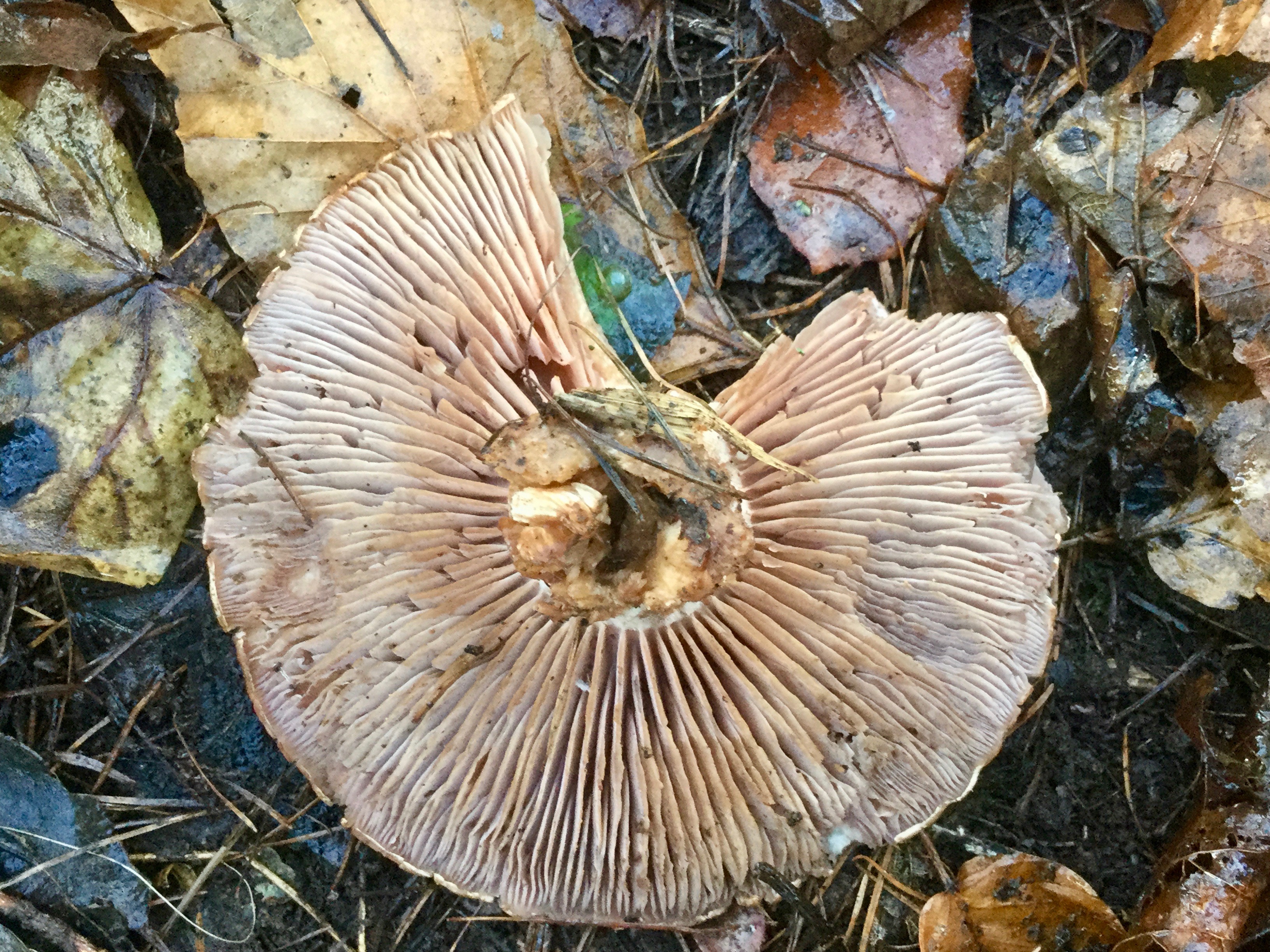 Mortonhall Fungi - 2 Feb 2020 - Photo 50