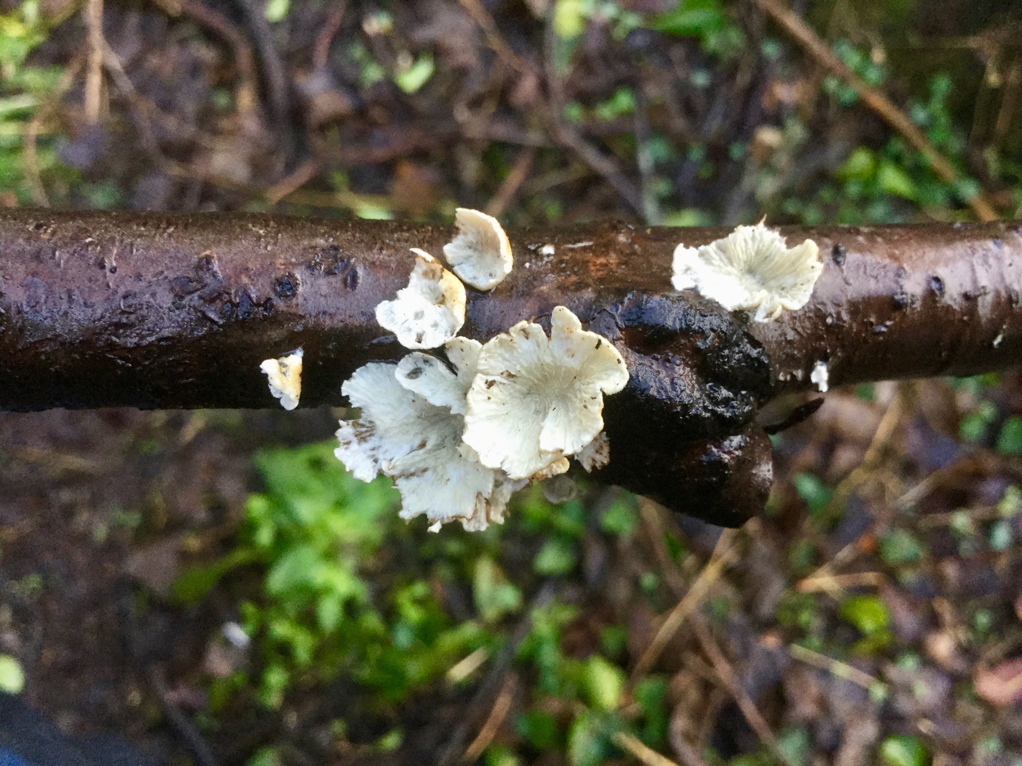 Mortonhall Fungi - 2 Feb 2020 - Photo 51