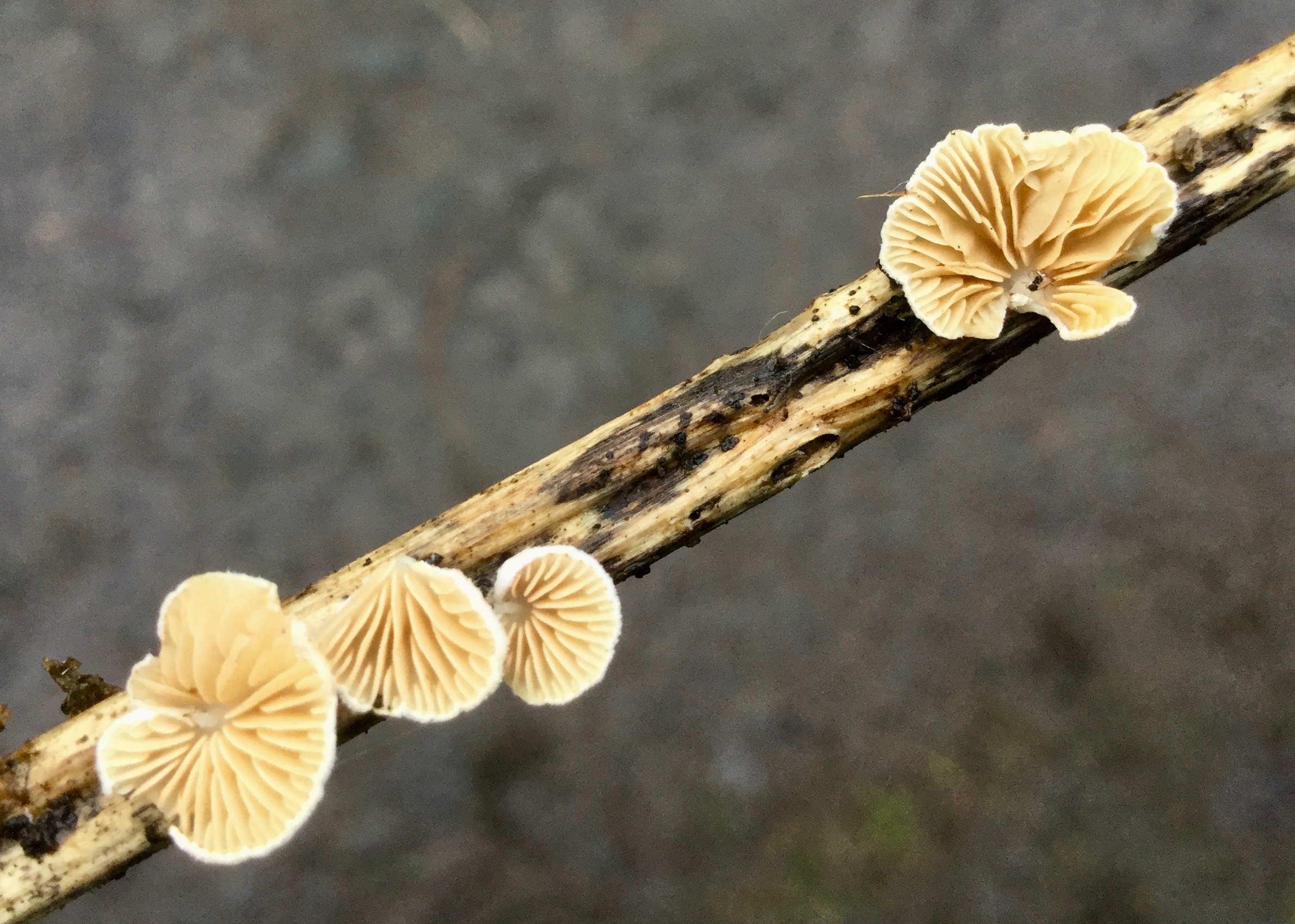 Mortonhall Fungi - 2 Feb 2020 - Photo 52