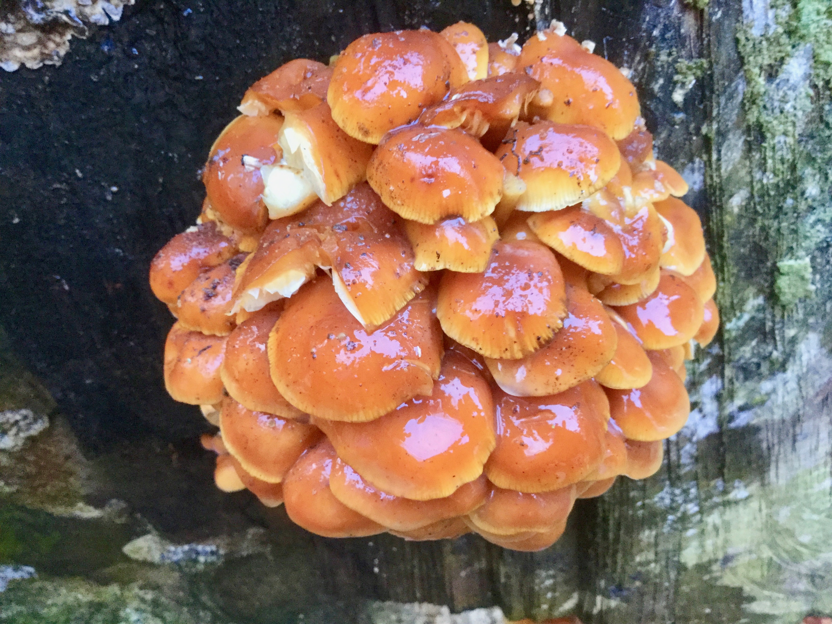 Mortonhall Fungi - 2 Feb 2020 - Photo 60