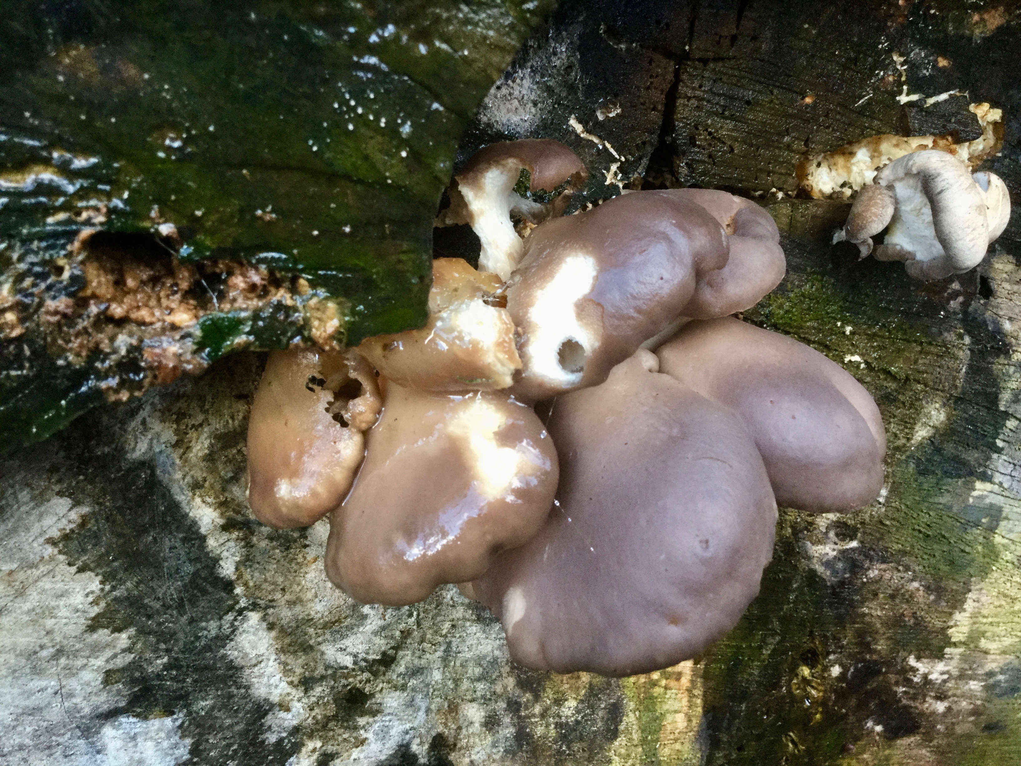 Mortonhall Fungi - 2 Feb 2020 - Photo 63