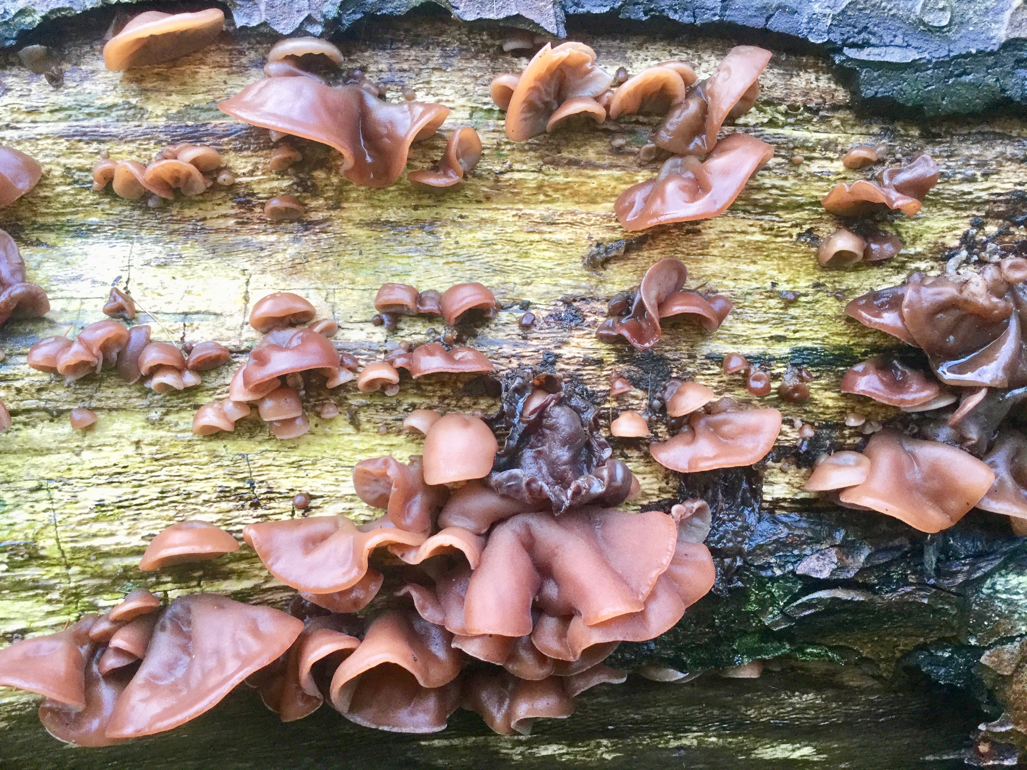 Mortonhall Fungi - 2 Feb 2020 - Photo 66