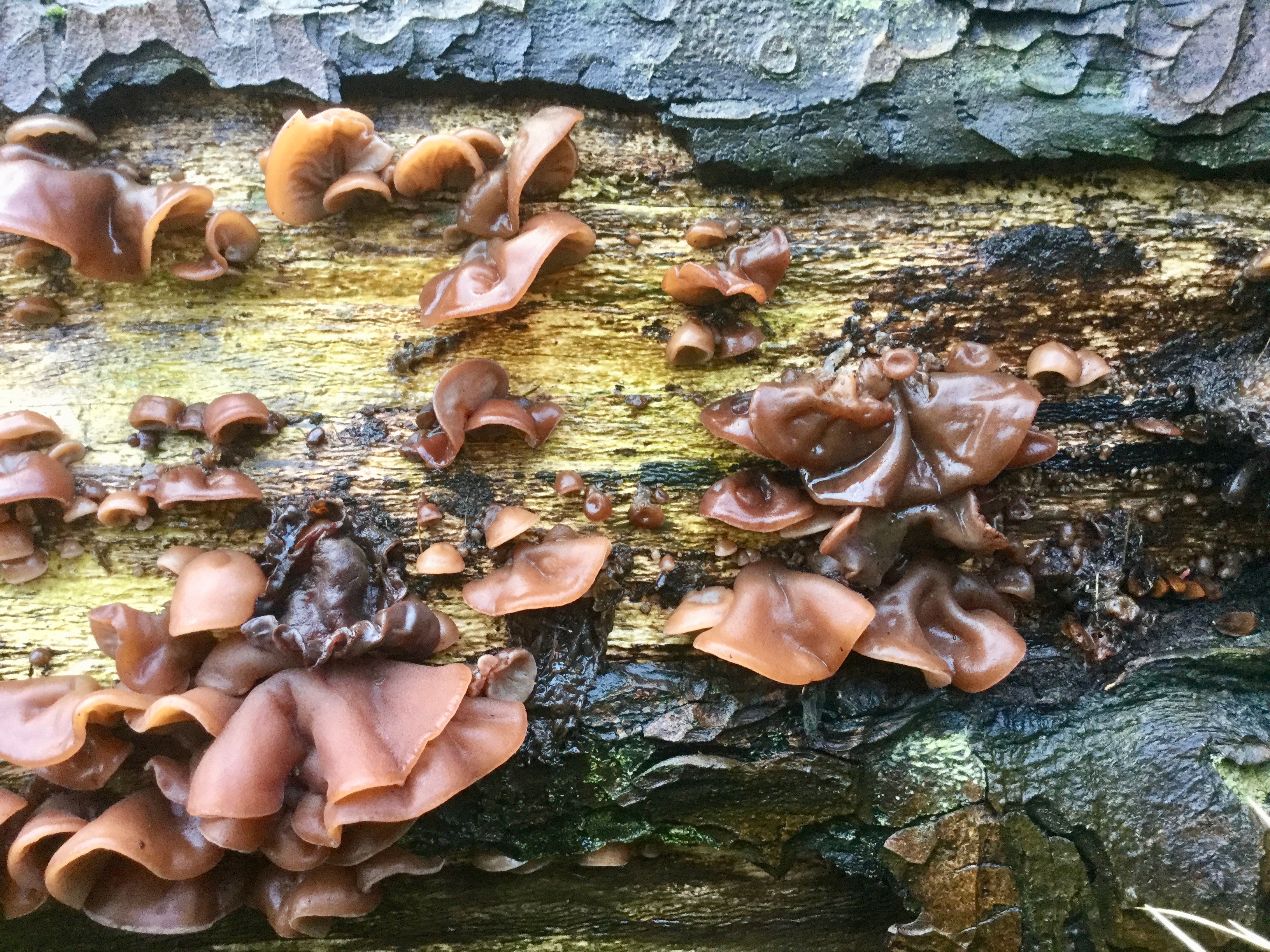 Mortonhall Fungi - 2 Feb 2020 - Photo 67