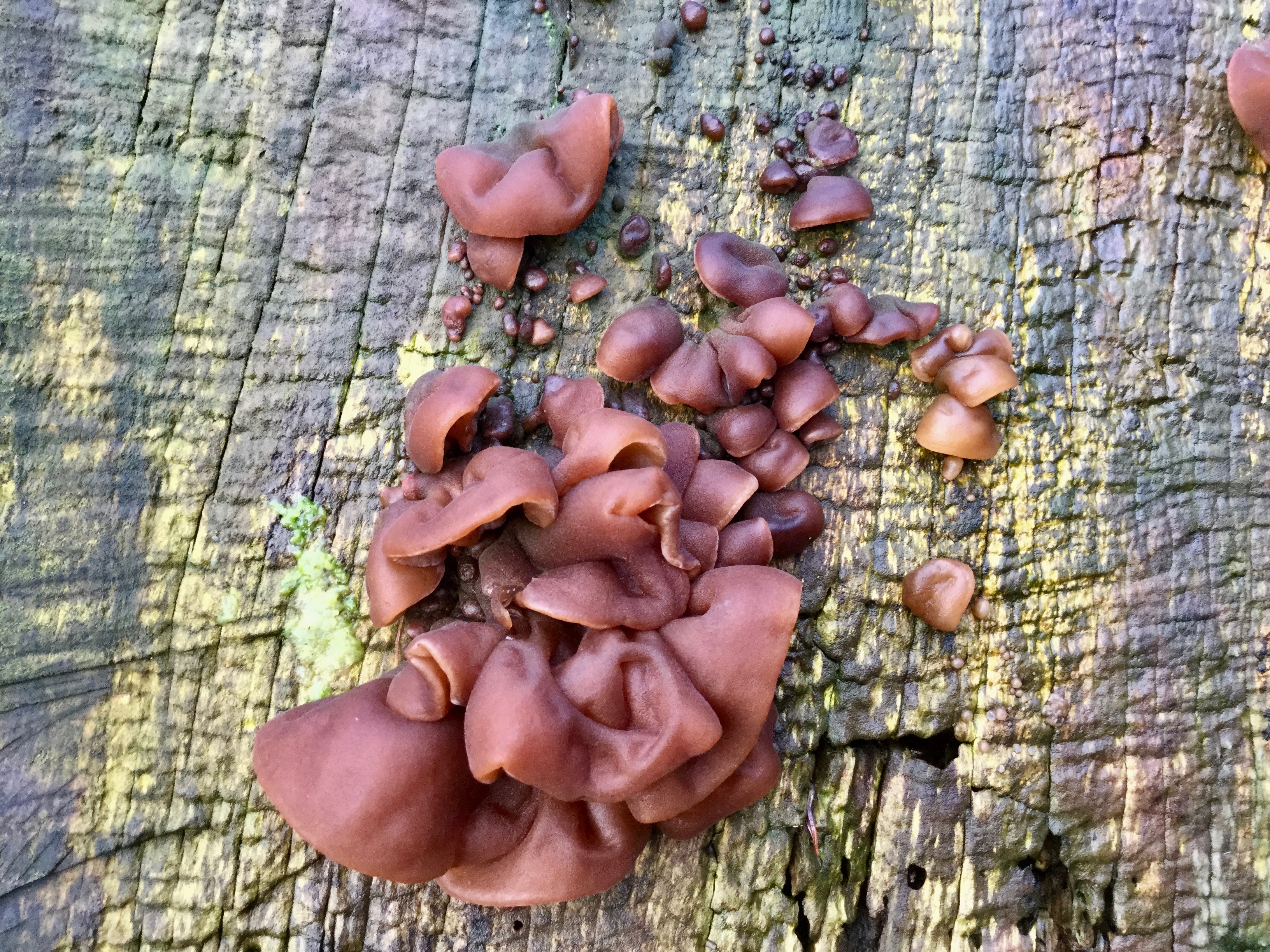 Mortonhall Fungi - 2 Feb 2020 - Photo 68