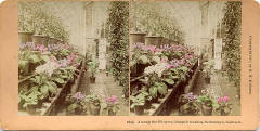 Stereoscopic view by Kilburn  -  Royal Botanin Gardens, Inverleith Row, Edinburgh