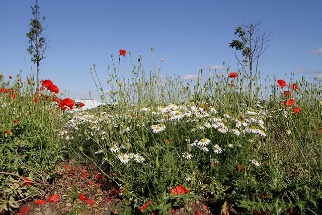 Wild Flowers at Gogar Junction  -  July 2010