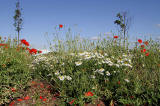 Wild Flowers at Gogar Junction  -  July 2010