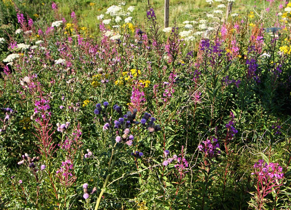 Wild Flowers at Gogar Junction  -  July 2010