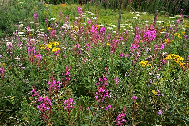 Wild Flowers at Gogar Junction  -  July 2010