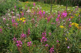 Wild Flowers at Gogar Junction  -  July 2010