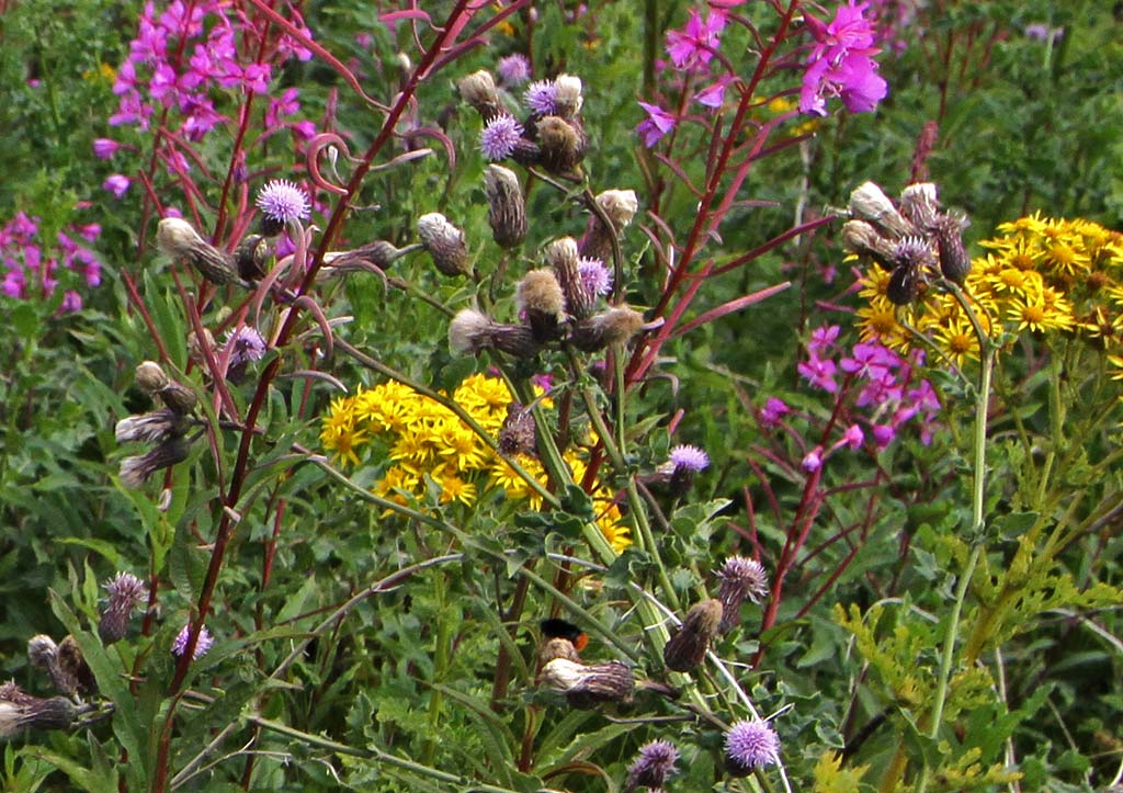 Wild Flowers at Gogar Junction - July 2010