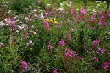 Wild Flowers at Gogar Junction  -  July 2010