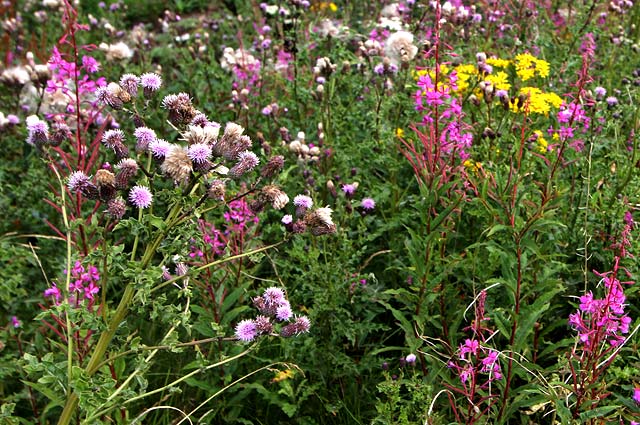 Wild Flowers at Gogar Junction  -  July 2010