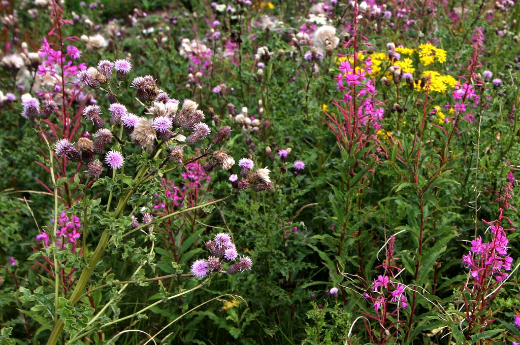 Wild Flowers at Gogar Junction  -  July 2010