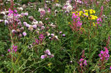 Wild Flowers at Gogar Junction  -  July 2010