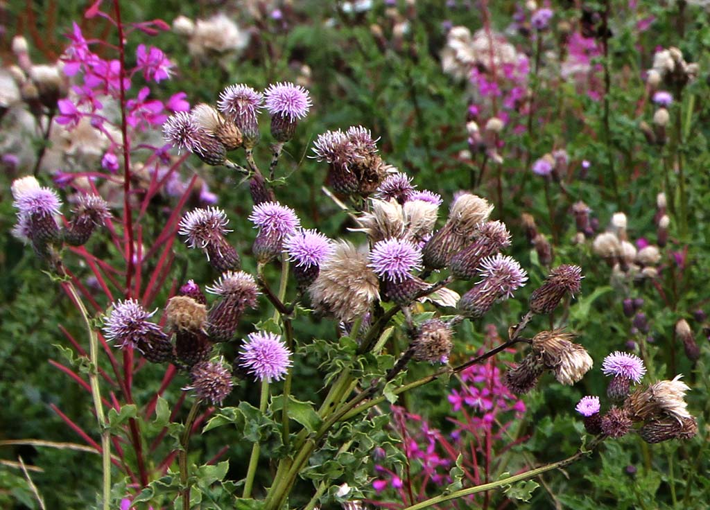 Wild Flowers at Gogar Junction  -  July 2010