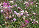 Wild Flowers at Gogar Junction  -  July 2010