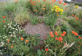 Wild Flowers at Gogar Junction  -  July 2010