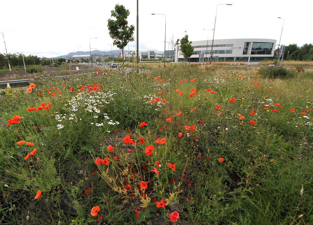 Wild Flowers at Gogar Junction  -  July 2010