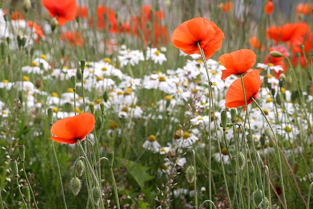 Wild Flowers at Gogar Junction  -  July 2010