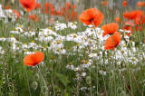 Wild Flowers at Gogar Junction  -  July 2010