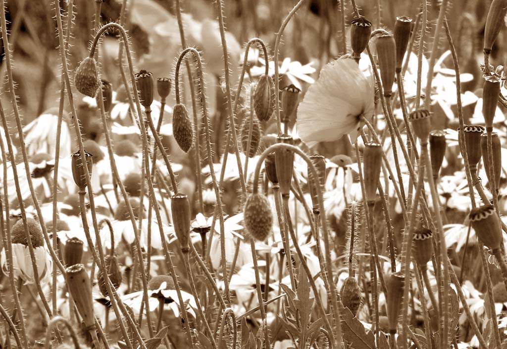 Wild Flowers at Gogar Junction  -  July 2010