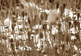 Wild Flowers at Gogar Junction  -  July 2010