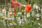 Wild Flowers at Gogar Junction  -  July 2010