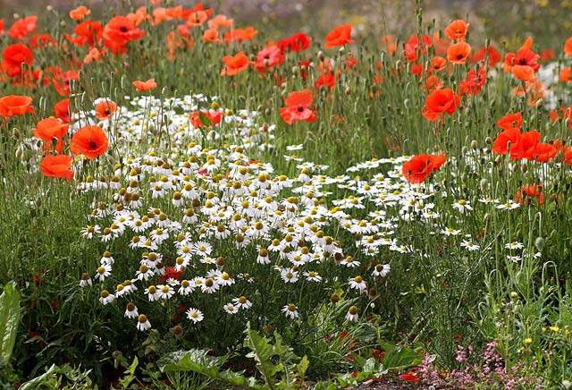 Wild Flowers at Gogar Junction  -  July 2010