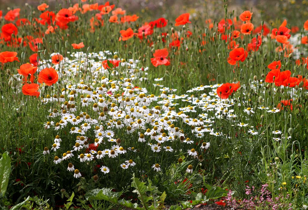 Wild Flowers at Gogar Junction  -  July 2010