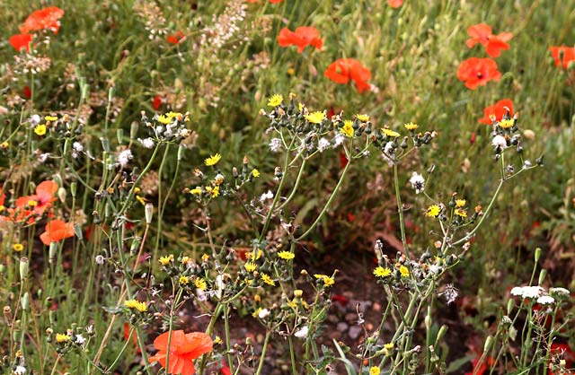 Wild Flowers at Gogar Junction  -  July 2010