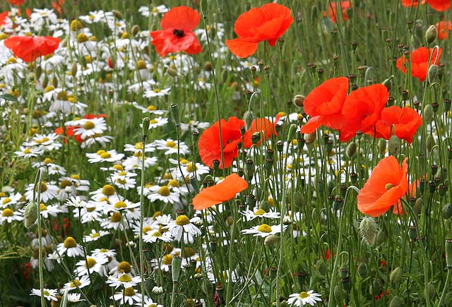 Wild Flowers at Gogar Junction  -  July 2010