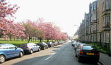 Harrison Gardens, North Merchiston  -  Cherry Blossom  -  May 2008