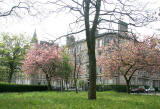 Leven Terrace, Tollcross  -  May 2008  -  Cherry Blossom