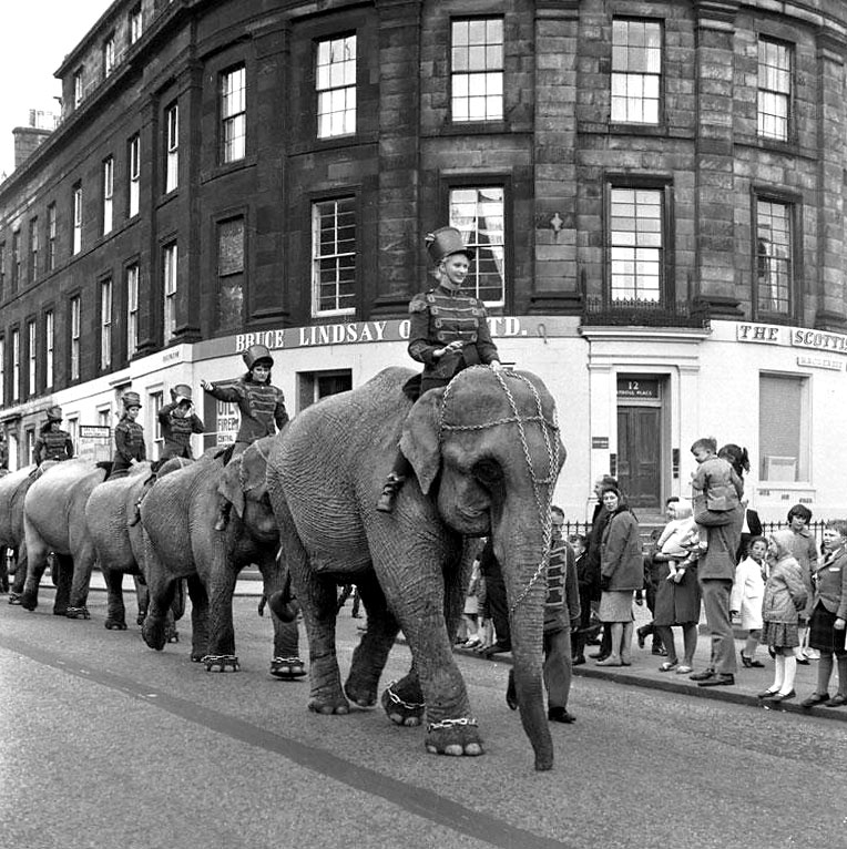 The Elephant Parade from Billy Smart's Circus makes its way along Shandwick Place en route to Murrayfield - June 1966