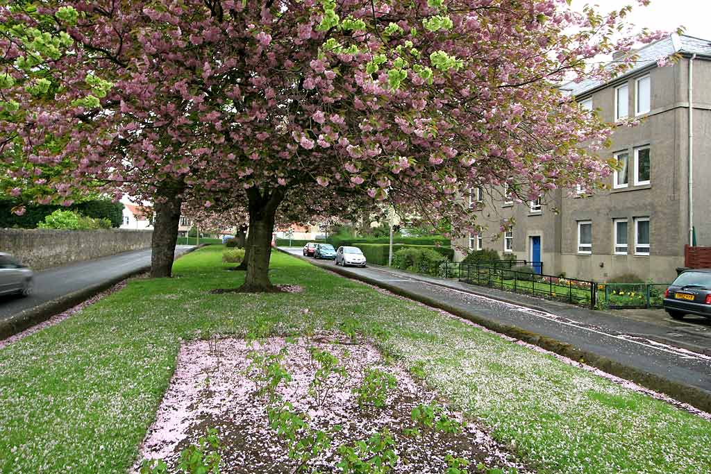 Warriston Road, leading from Ferry Road to Canonmills  -  Cherry Blossom  -  May 2008