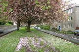 Warriston Road, leading from Ferry Road to Canonmills  -  Cherry Blossom  -  May 2008