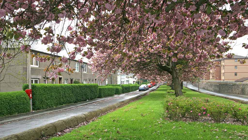 Warriston Road, leading from Ferry Road to Canonmills  -  Cherry Blossom  -  May 2008