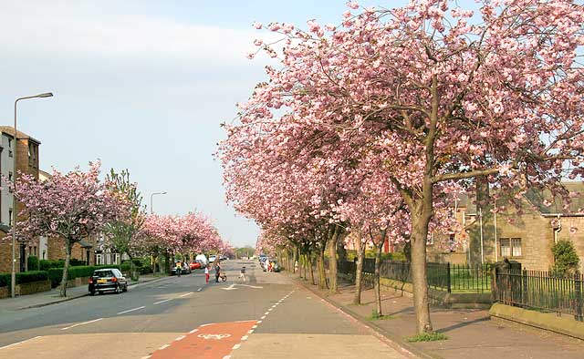 West Saville Terrace, Blackford  -  Beside the Reid Memorial Church  -  Cherry Blossom  -  May 2008