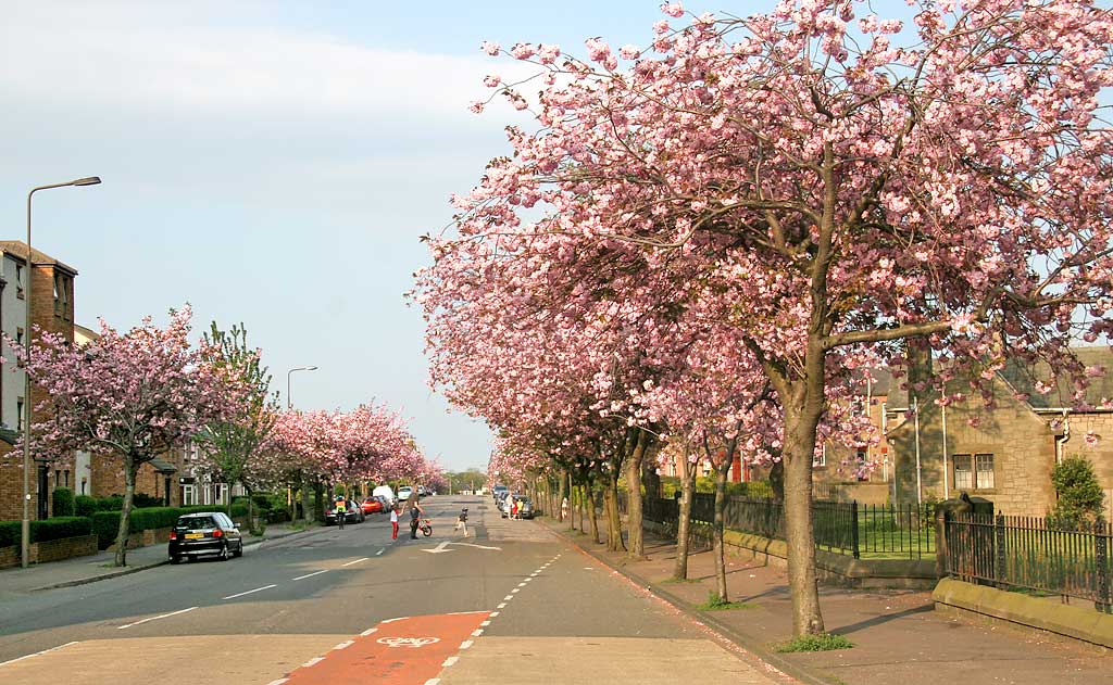 West Saville Terrace, Blackford  -  Beside the Reid Memorial Church  -  Cherry Blossom  -  May 2008