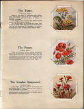 A page from a small book in Valentine's 'Do You Knows' series of booklets  -  British Wild Flowers