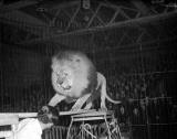 Lion and Trainer at Waverley Market Circus, 1951