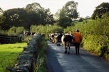 Cows in the Yorkshire Dales - 1