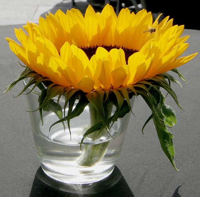 Edinburgh Jazz & Blues Festival, 2009